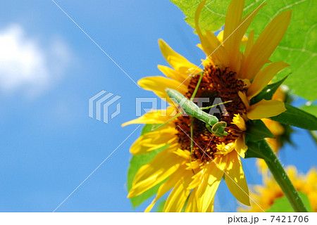 カマキリとひまわり カマキリとひまわり 7421706