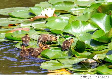 睡蓮の葉の上を歩くカルガモの赤ちゃん 睡蓮の葉の上を歩くカルガモの赤ちゃん 7421871