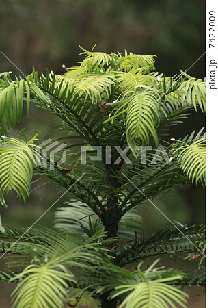 ウォレマイ・パイン 7422009