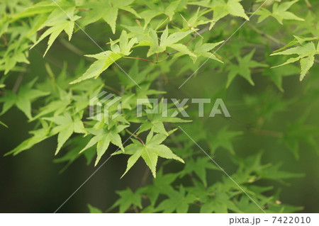 京都青もみじ 京都青もみじ 7422010