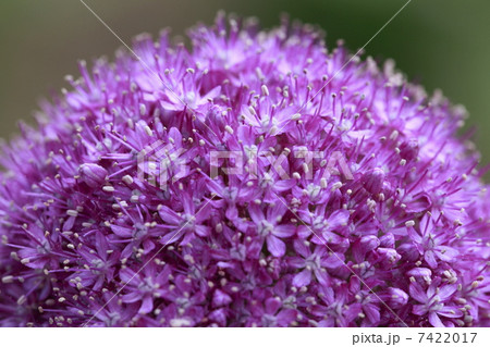 アリウム・ギガンチウム 7422017