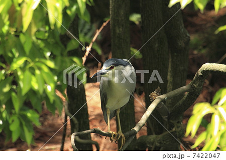 ゴイサギ 7422047