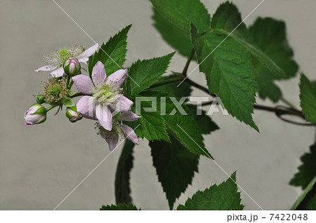 ブラックベリー 7422048