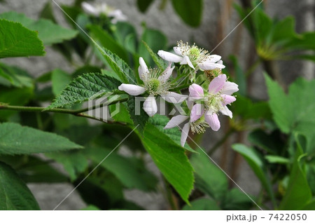 ブラックベリー ブラックベリー 7422050