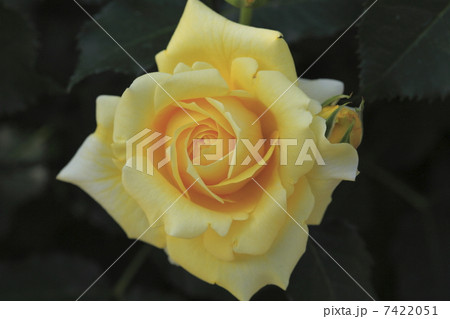 ゴールドバニー 7422051