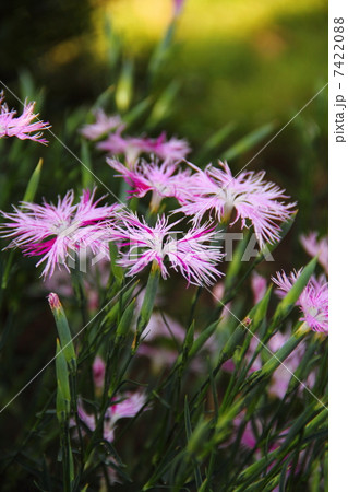 カワラナデシコ カワラナデシコ 7422088