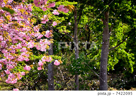 The cherry-blossoms fall The cherry-blossoms fall 7422095