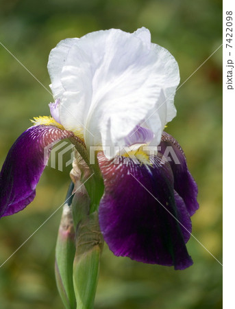 ジャーマンアイリス 7422098