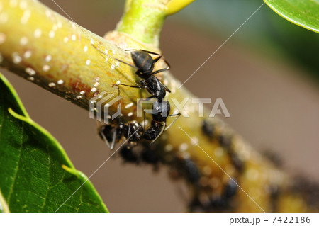 アブラムシとアリ 7422186