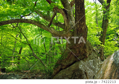 石抱きの楢 7422213