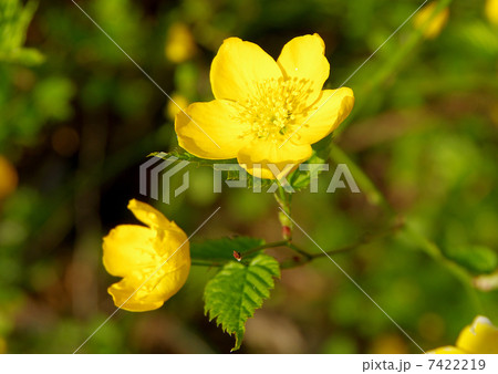 ヤマブキ 7422219