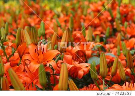 【初夏のオレンジユリ　ブルネロ】 7422255