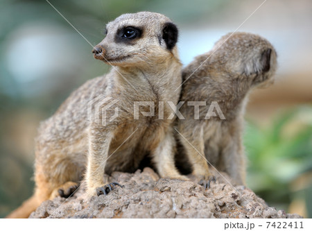 Suricata 7422411