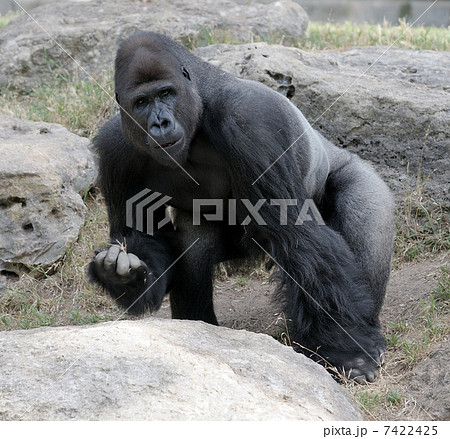 Gorilla 7422425