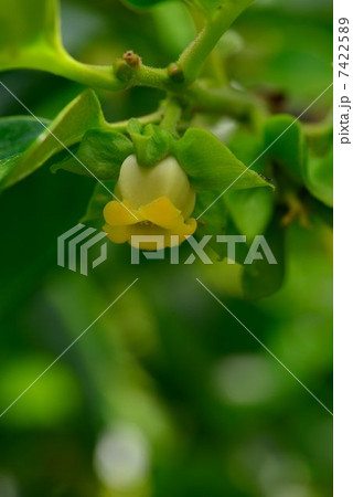 柿の花 7422589