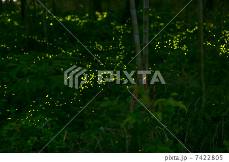 ヒメボタル ヒメボタル 7422805