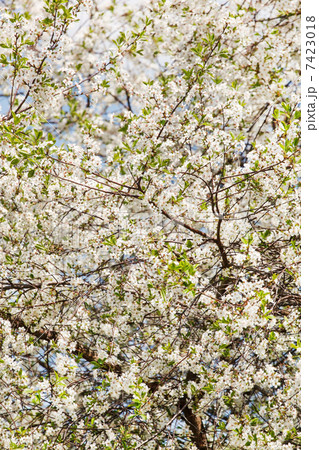 spring garden 7423018