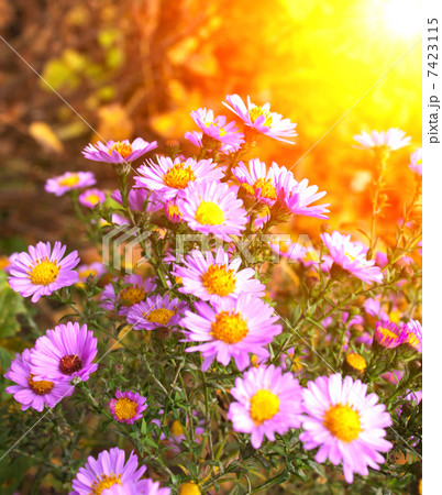Flowers of chrysanthemum 7423115