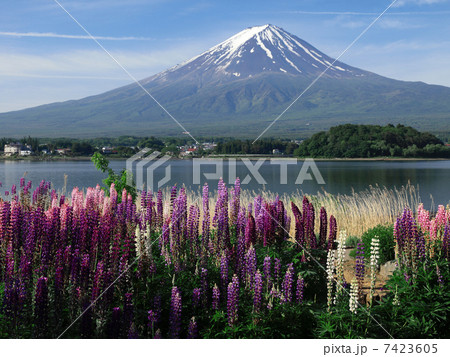 ルピナス咲く富士山 ルピナス咲く富士山 7423605