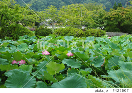 京都　夏の天龍寺 7423607
