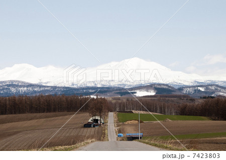 早春の大雪山 7423803