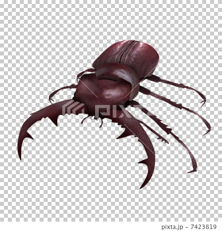 Stag beetle 7423819