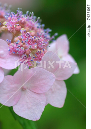 ピンクの額紫陽花 ピンクの額紫陽花 7423867