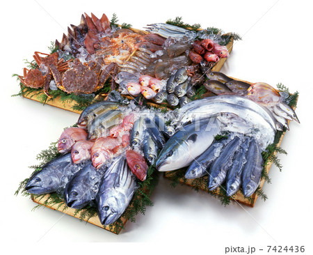 鮮魚集合 鮮魚集合 7424436