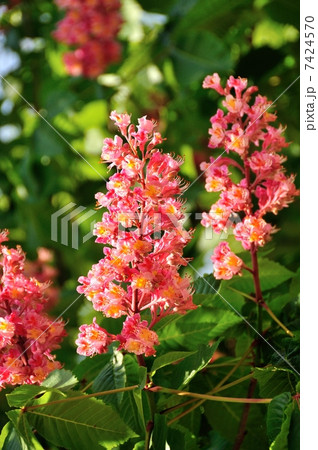 ベニバナトチノキ ベニバナトチノキ 7424570