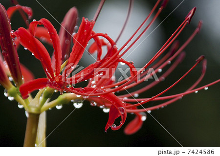 彼岸花 彼岸花 7424586