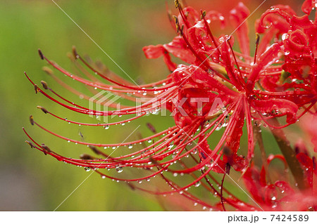 彼岸花 彼岸花 7424589