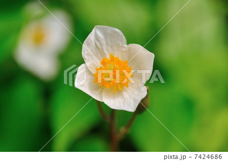 シラユキゲシ 7424686