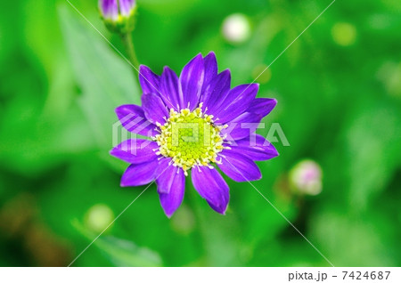 ミヤコワスレ 7424687