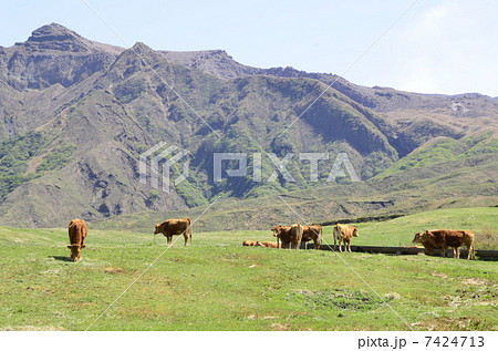 熊本牧場 7424713