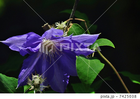 テッセンの花 7425038