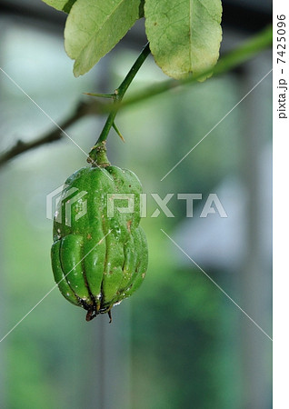 ブッシュカン 7425096