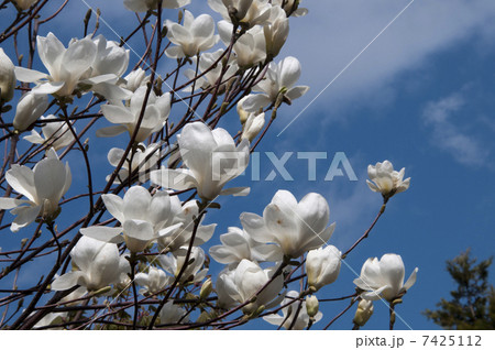 ハクモクレン 7425112