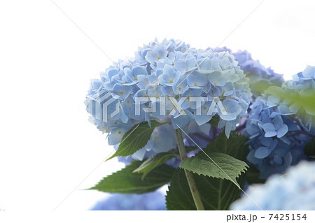 水色の紫陽花 水色の紫陽花 7425154