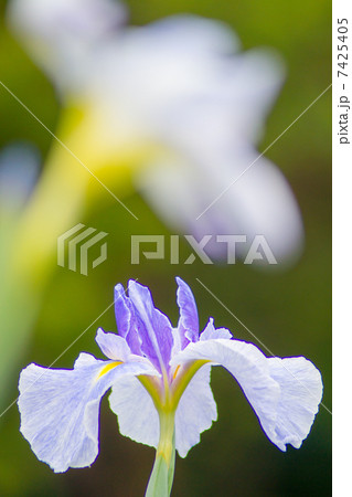 花菖蒲 花菖蒲 7425405