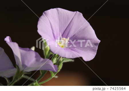 コンボルブルス・サバティウス コンボルブルス・サバティウス 7425564