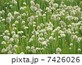 ねぎぼうず 7426026