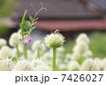 ねぎぼうず 7426027