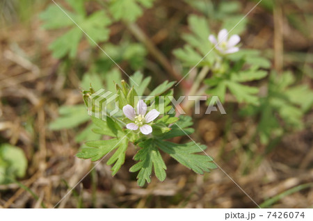 アメリカフウロ アメリカフウロ 7426074