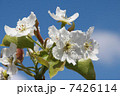 梨の花 7426114