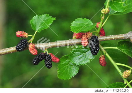 ヤマグワ 7426120