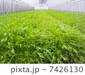 水菜 7426130