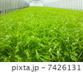 水菜 7426131