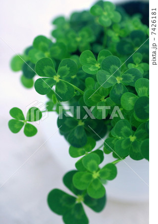 四つ葉のクローバー 7426181
