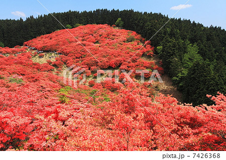 初夏の葛城山ツツジ園 初夏の葛城山ツツジ園 7426368