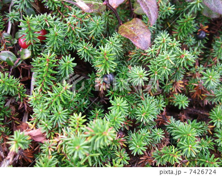 金峰山のガンコウラン 7426724